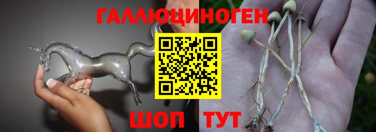купить наркотик  Галлюциногенные грибы Cubensis  Вход с VPN  Ачинск 